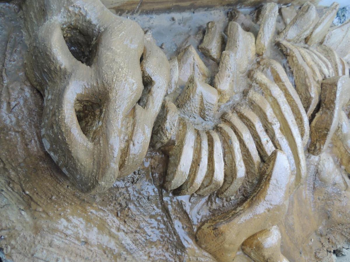 Hotel Recanto Dos Dinossauros 佩尼亚 外观 照片